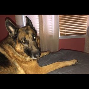 Meet your Posher, Abbie